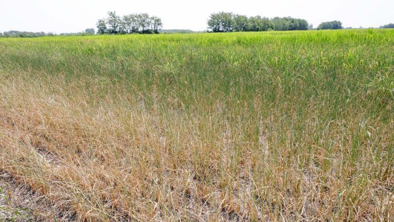 Siccità in Piemonte, Coldiretti chiede lo stato di calamità naturale Siccità in Piemonte, Coldiretti chiede lo stato di calamità naturale