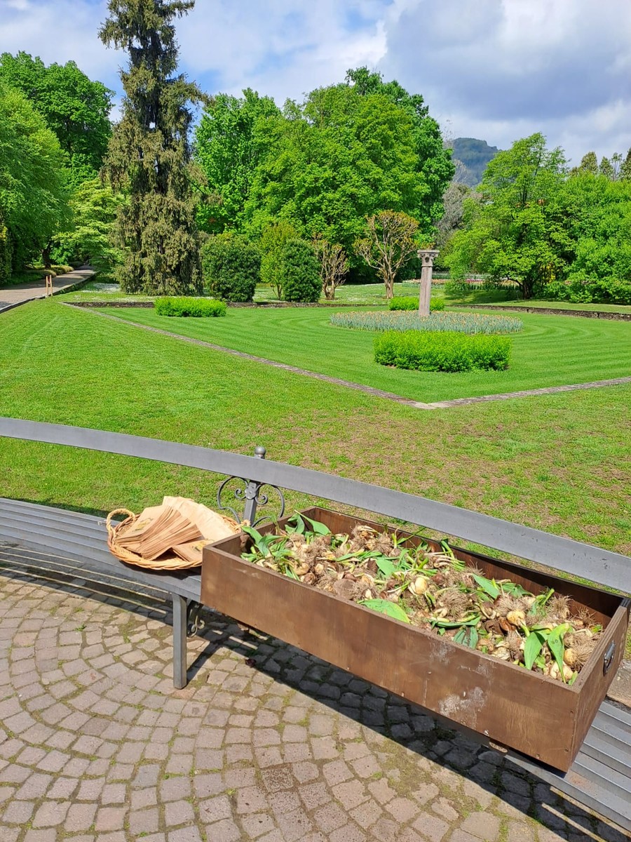 I Giardini Botanici di Villa Taranto regalano i bulbi dei tulipani ai visitatori VIDEO