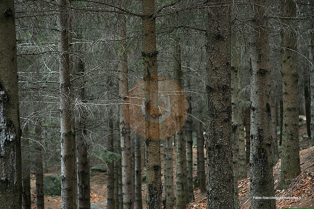 Foreste del futuro, in Piemonte nasce la “banca del Dna”: selezionati i semi più resistenti Foreste del futuro, in Piemonte nasce la “banca del Dna”: selezionati i semi più resistenti