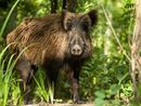 Coldiretti Piemonte, danni fauna selvatica: percentuale di risarcimento troppo bassa Coldiretti Piemonte, danni fauna selvatica: percentuale di risarcimento troppo bassa