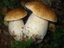 Controllo gratuito dei funghi epigei spontanei, attivo il servizio dell’Asl Vco Controllo gratuito dei funghi epigei spontanei, attivo il servizio dell’Asl Vco