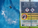Popillia japonica al via il piano di azione 2025 per contenerne la diffusione