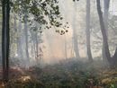 Incendi, il Piemonte regge ma l’Italia brucia: Legambiente lancia l’allarme e chiede un cambio di passo Incendi, il Piemonte regge ma l’Italia brucia: Legambiente lancia l’allarme e chiede un cambio di passo