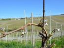 Coldiretti Piemonte: &quot;Allarme gelo, grandi rischi per tutte le coltivazioni&quot;