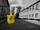 Il comune organizza un viaggio ad Auschwitz e Birkenau per non dimenticare Il comune organizza un viaggio ad Auschwitz e Birkenau per non dimenticare