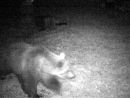 E' quasi sicuramente M29 l'orso visto all'alpe Cortevecchio