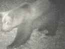 ''Non ci sono prove che in Ossola ci sia un secondo orso'' ''Non ci sono prove che in Ossola ci sia un secondo orso''
