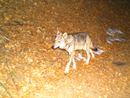 Polemica a Ornavasso per la serata sui lupi organizzata dal Parco Val Grande