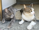 La Regione sostiene 22 progetti comunali per la gestione delle colonie feline