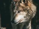 Il lupo colpisce a Cravegna e Cambiasca