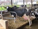 Coldiretti Piemonte, Ue: serve Pac forte per garantire sovranità cibo Coldiretti Piemonte, Ue: serve Pac forte per garantire sovranità cibo