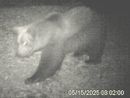 L’orso M29 torna in Val Grande: nuova osservazione nella zona nord del Parco VIDEO L’orso M29 torna in Val Grande: nuova osservazione nella zona nord del Parco VIDEO