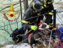 Cade nel lago e non riesce a risalire il sentiero, cane di 8 mesi salvato dai vigili del fuoco Cade nel lago e non riesce a risalire il sentiero, cane di 8 mesi salvato dai vigili del fuoco