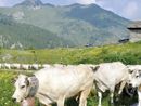 Il Consorzio di Tutela della Razza Piemontese premiato per qualità e sostenibilità