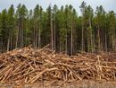 Coldiretti Piemonte: "Ue, bene il rinvio per il regolamento sulla deforestazione" Coldiretti Piemonte: "Ue, bene il rinvio per il regolamento sulla deforestazione"