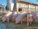 Associazione Regionale Allevatori, c'è l'intesa sul contratto integrativo per i 150 dipendenti di Piemonte e Liguria