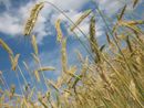 Salvi i pozzi per irrigazione agricola, dalla Regione un uso razionale delle risorse idriche (foto di repertorio) Salvi i pozzi per irrigazione agricola, dalla Regione un uso razionale delle risorse idriche (foto di repertorio)