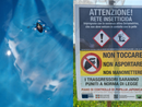 Popillia japonica, vertice in Regione per valutare le strategie di lotta al coleottero nemico delle colture Popillia japonica, vertice in Regione per valutare le strategie di lotta al coleottero nemico delle colture