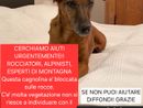 Appello urgente: servono rocciatori per salvare Eddy, la cagnolina bloccata tra le rocce della Valle Cannobina