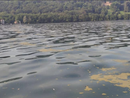 Le alghe gialle nel Lago d'Orta non sono pericolose per la salute dei bagnanti