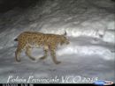 In un video della Polizia Provinciale ripresa una lince in Ossola VIDEO