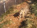 Gregge minacciato dai lupi, allevatrice in salvo grazie ai cani da guardia Gregge minacciato dai lupi, allevatrice in salvo grazie ai cani da guardia
