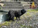Cane cieco cade in un dirupo, salvato dai vigili del fuoco   VIDEO