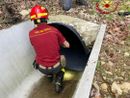 Capriolo incastrato in un cunicolo, liberato dai Vigli del fuoco