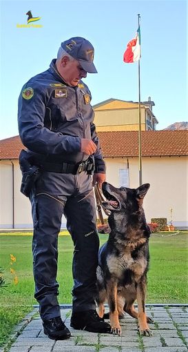 Gdf Verbania: Quentin, il “finanziere” dal fiuto infallibile va in pensione