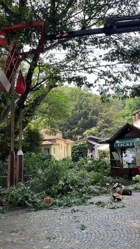 Giardini Botanici, intervento urgente sulla Quercia Monumentale: messa in sicurezza per tutelare i visitatori