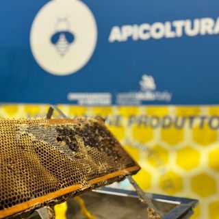 Il regno delle api, sentinelle della natura: la regione finanzia un progetto nelle scuole del Vco