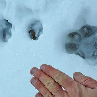 Lupi e ibridazione: nuove scoperte nelle Alpi piemontesi con il progetto Life Wolfalps eu