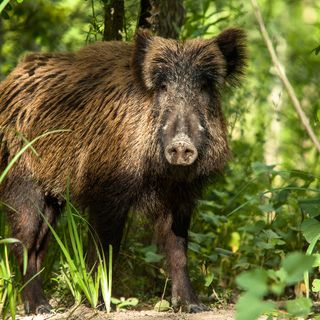 Coldiretti Piemonte, danni fauna selvatica: percentuale di risarcimento troppo bassa