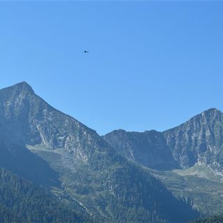 Orso in Val Grande, i carabinieri forestali: &quot;Non si creino allarmismi, le forze dell'ordine sono presenti sul territorio&quot;