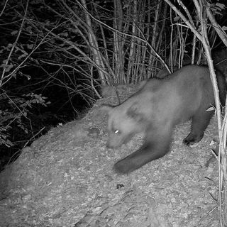 "Potrebbe esserci un altro orso nel Parco Val Grande?"