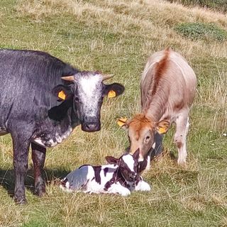 Scuola e territorio: nel Vco un accordo per rilanciare l’alpicoltura