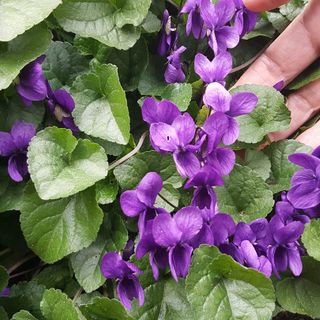 Curiosità. Aspettando la primavera, sbocciano le violette