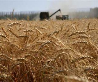 Anche il Piemonte non è immune al drastico calo europeo della produzione cerealicola
