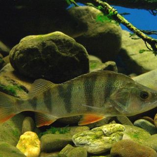 Sagra dei Pescatori in piazza San Vittore dal 2 al 4 Settembre