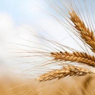 Invasione di grano canadese in Italia: allarme Coldiretti per il rischio di danni al settore agricolo