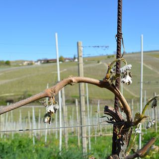 Coldiretti Piemonte: &quot;Allarme gelo, grandi rischi per tutte le coltivazioni&quot;