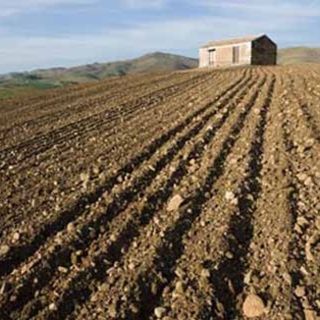 Agricoltura, in arrivo i bandi su misure agroambientali e biologico del Psr Piemonte