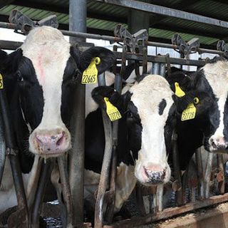 Coldiretti: “Dati Ispra su gas serra scagionano la zootecnia piemontese&quot;