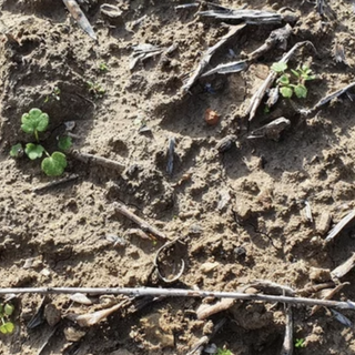 Siccità, Confagricoltura: "Raccolti a rischio"