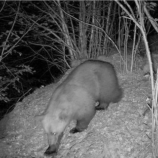 Fake news e speculazioni su orso e lupi?