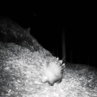 Istrice avvistato in una valle dell’Ossola: primo riscontro certo nel Nord Piemonte