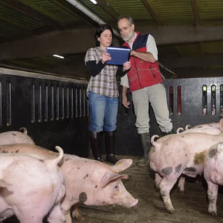 ''Peste Suina, serve un cambio di passo per evitare di abbattere senza motivo migliaia di maiali sani''