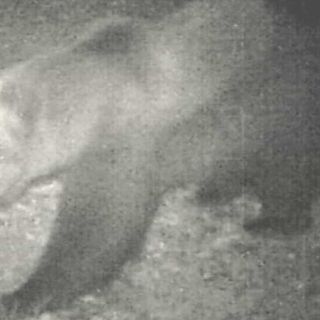 ''Non ci sono prove che in Ossola ci sia un secondo orso''