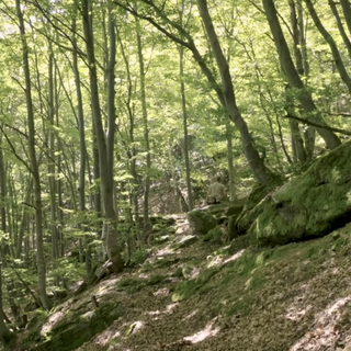 Oggi è la Giornata internazionale delle foreste 2021 VIDEO