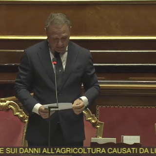 Contenimento dei lupi, il sindaco di Malesco: “Finalmente qualcosa sembra muoversi”